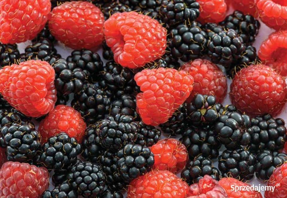 Wysokiej jakości borówki truskawki wiśnie Szczecin