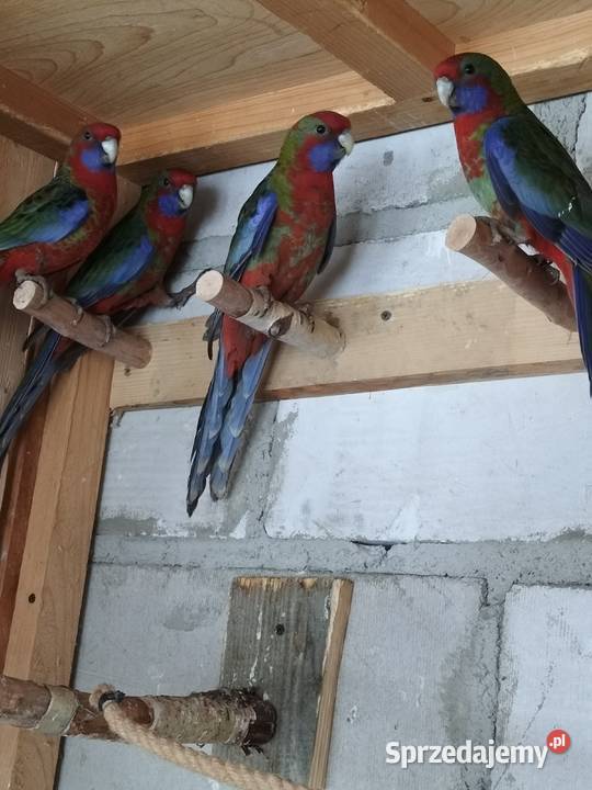 Rozella rozelle królewskie podkarpackie Krosno