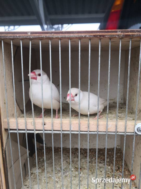 Sprzedam ryżowce łódzkie Zgierz