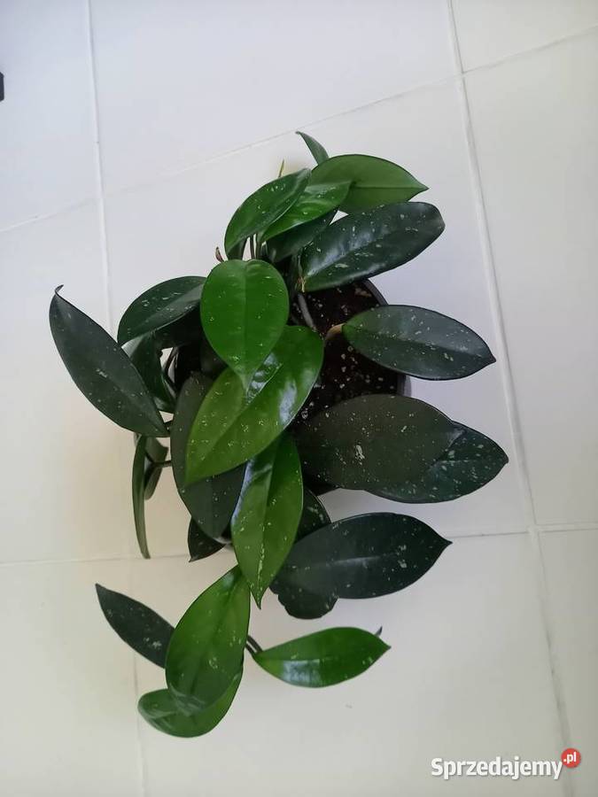Hoya carnosa hoja różowa 6 pędów w doniczce Częstochowa