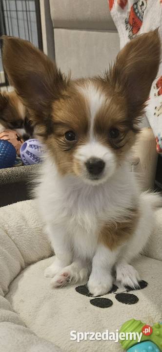Papillon FCIZKWP Spaniel Kontynentalny Jelenia Góra