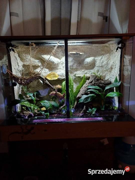 Sprzedam terrarium z 2 mieszkańcami gekony Ostrzeszów