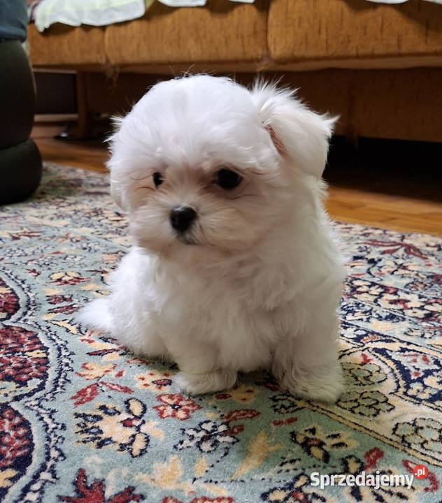 Piesek Maltańczyk z rodowodem FCI