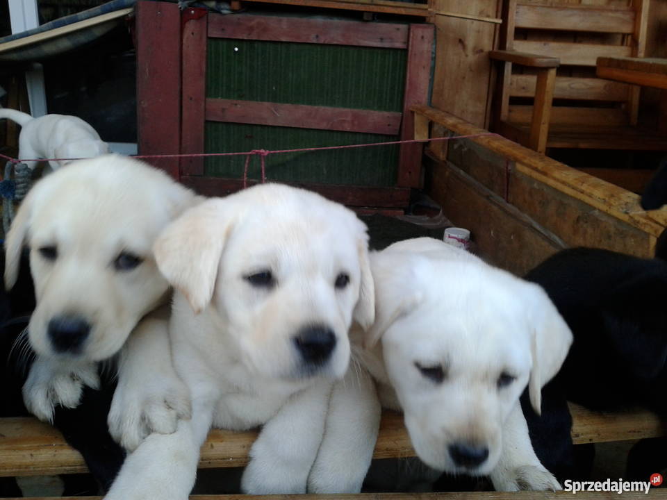 Labradory szczeniaki dwumiesięczne szukają domu