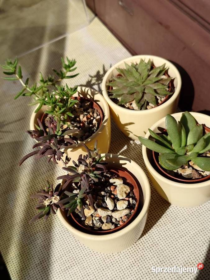 Kpl 4 sukulenty w osłonkach Delosperma Haworthia mazowieckie Warszawa