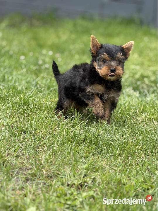 Yorkshire terrier piesek