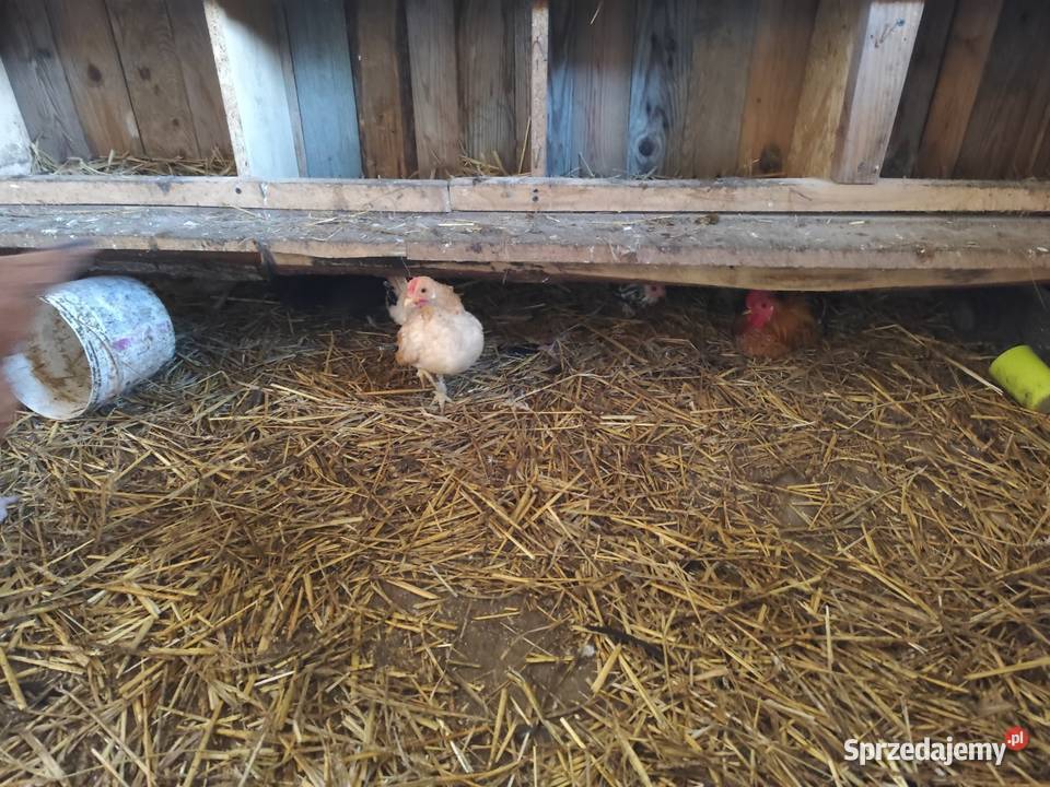 Cwerki kurki koguty do negocjacji Kościan sprzedam