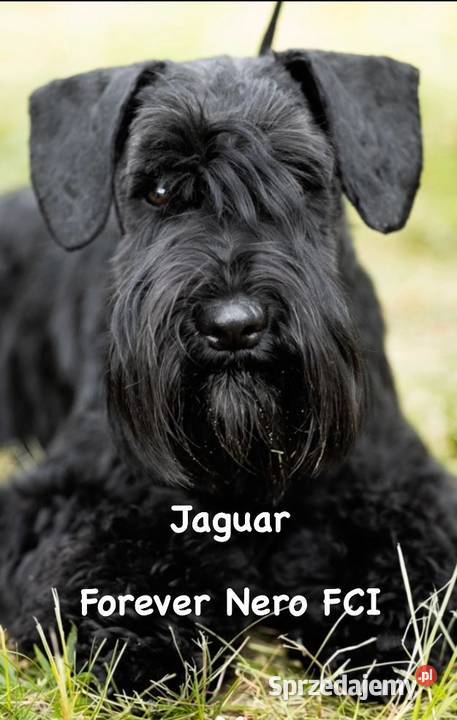 Sznaucer miniaturowy