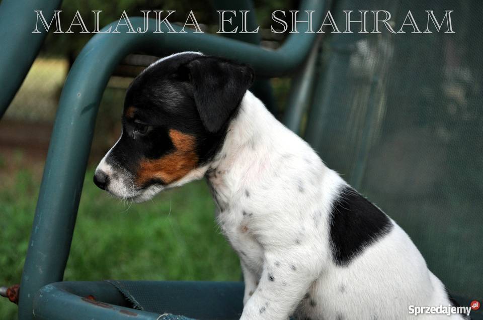 PIESEK Jack Russell Terrier GŁADKOWŁOSY na Skrzeszew