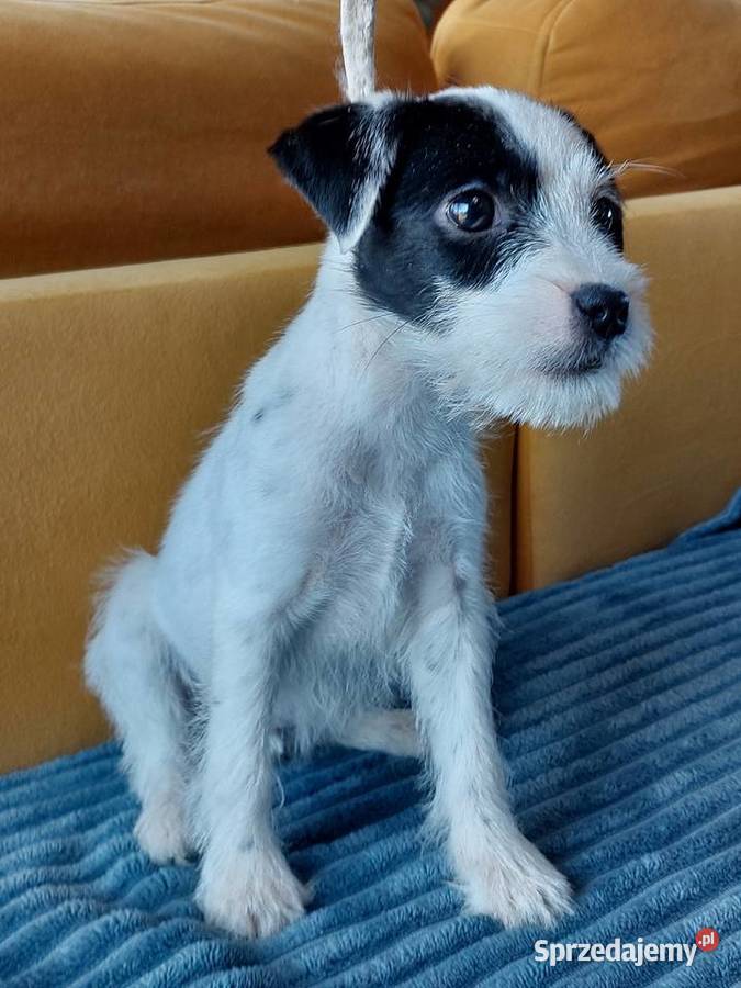 Parson Russell terrier suczka szczenię Wrocław