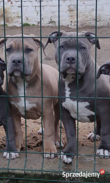 Amstaff American staffordshire terrier Strzelniki