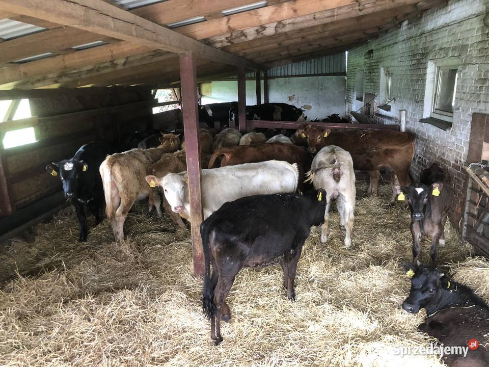 JALOWKI MIESNE BYKI Kucharówka