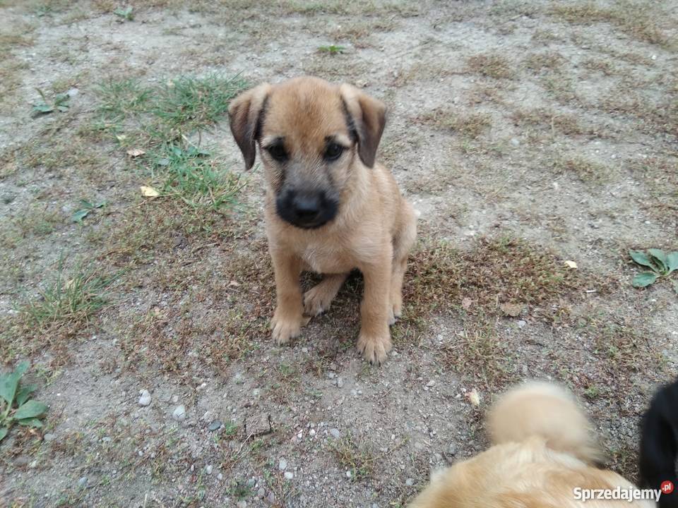 sprzedam małe pieski Pozostałe mazowieckie Mołomotki sprzedam