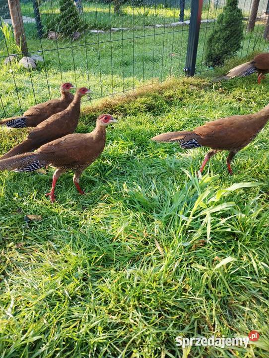 Bazanty srebrne młodzież kujawsko-pomorskie Przydwórz