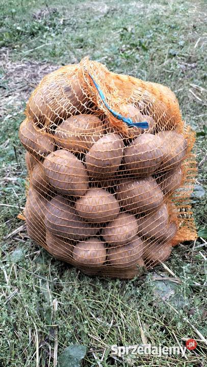 Sprzedam ziemniaki Soraya świętokrzyskie Działoszyce