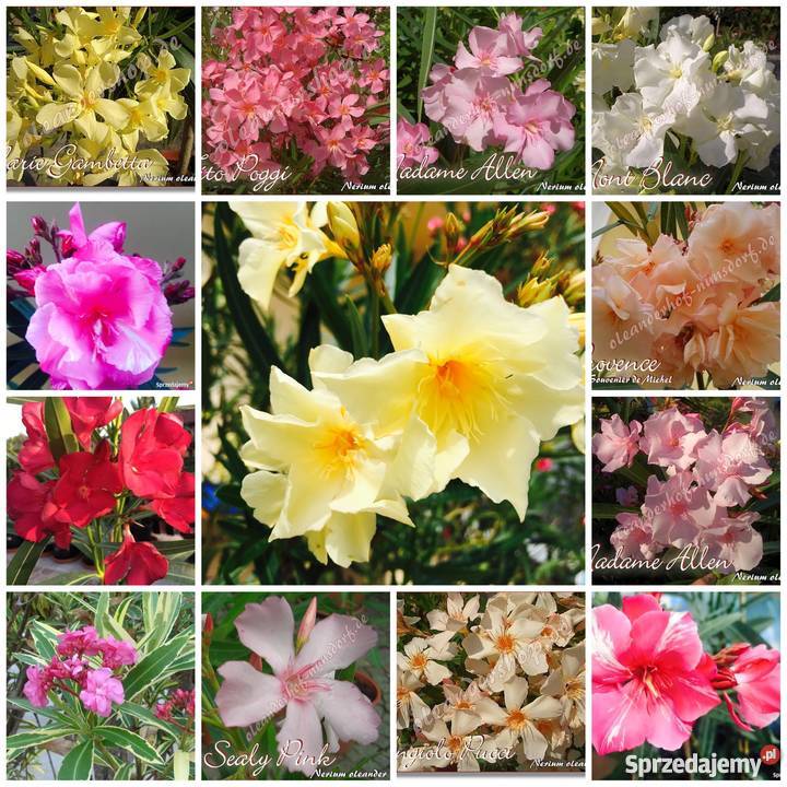 Sadzonki oleander małopolskie Brzeźnica sprzedam