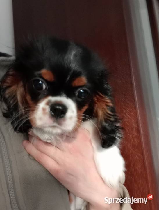 Cavalier King Charles Spaniel tricolor rodowód Częstochowa