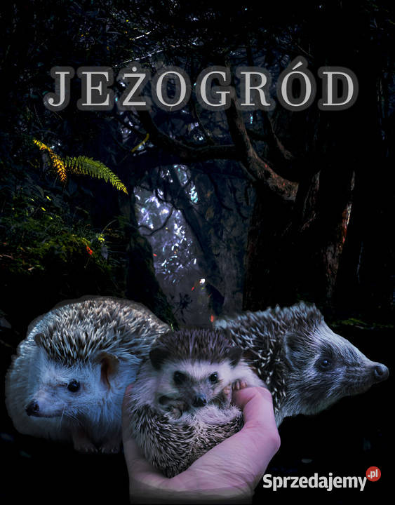 retusz zdjęć obróbka filmu zrobię miniaturki mazowieckie Warszawa