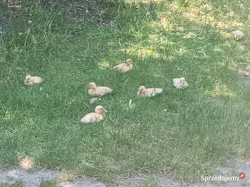 Sprzedam kaczki kaczory kaczuszki lubelskie Kraśnik sprzedam