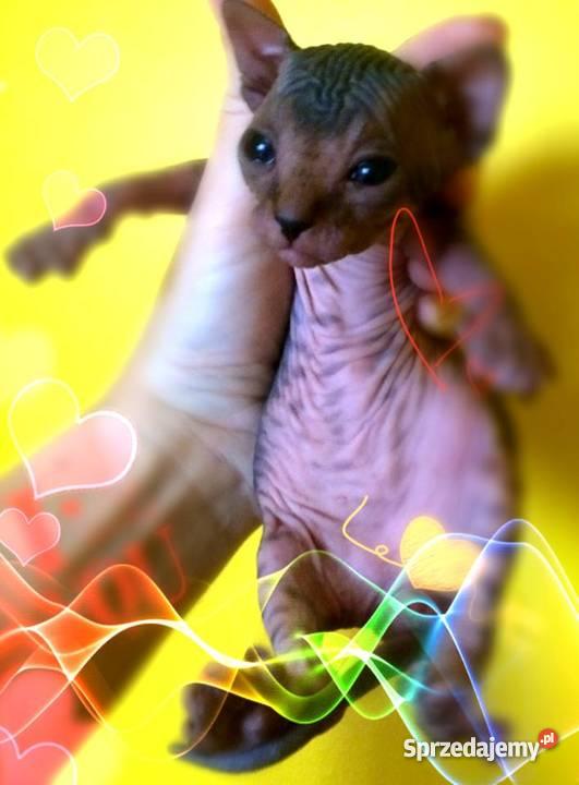 Kocięta SPHYNX CANADIAN EUROPA CHAMPIONIE