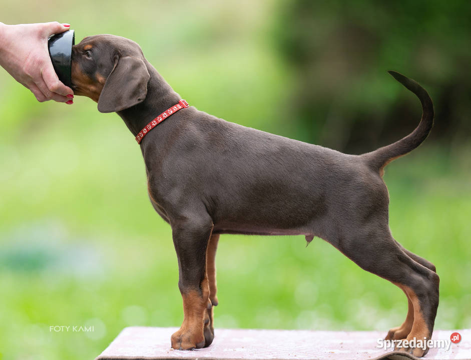 Doberman FCI Cudowne szczenięta Doberman Szczecin