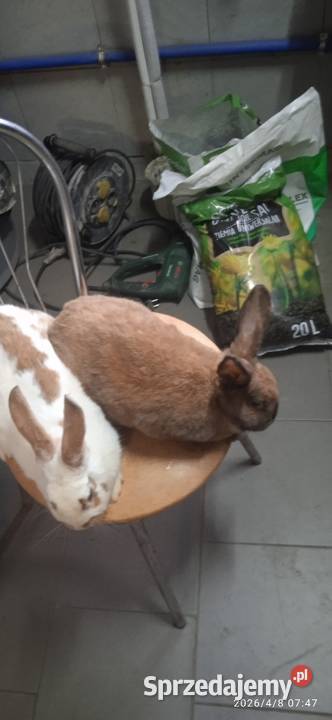 Sprzedam dwie samice podkarpackie Husów