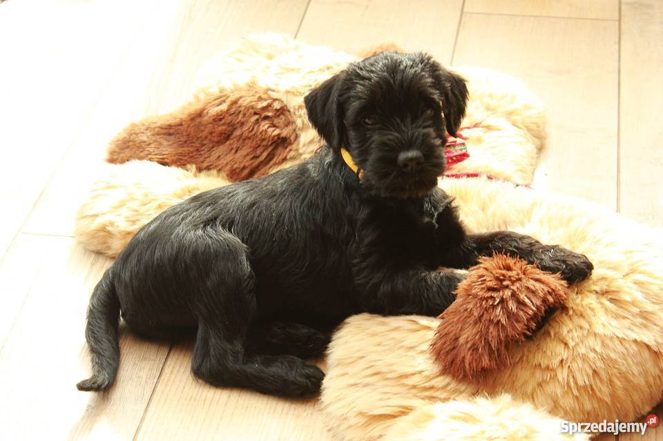 Szczenięta sznaucer średni czarny Sznaucer Gliwice