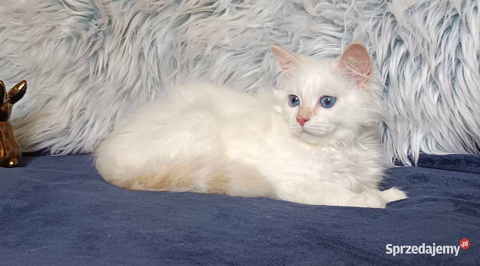 Koty Syberyjskie Neva Masquerade ROYAL Kwilcz