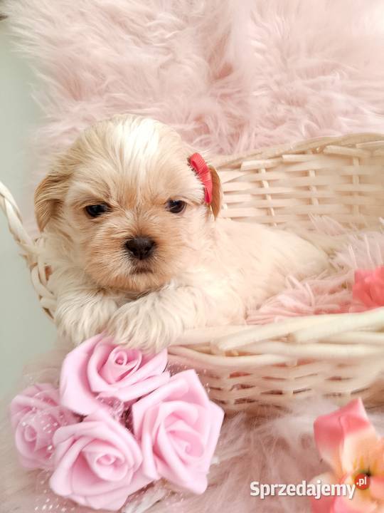 Jasna suczka rasy ShihTzu Shih Tzu Ostrzeszów