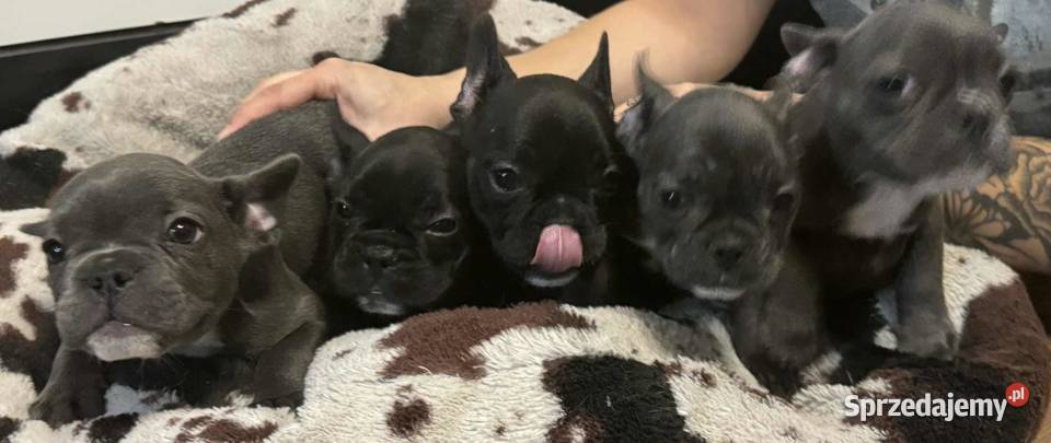 Buldog francuski szczeniaki buldoga francuskiego Sierzchów