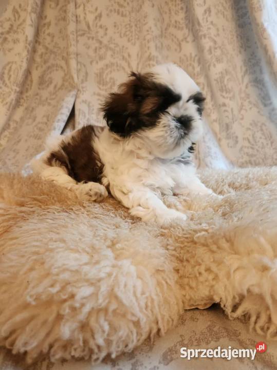 Sprzedam pieski z rodowodem ShihTzu Shih Tzu Strzelno