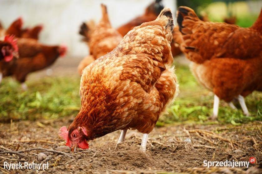 Kury nioski kokoszki FERMA Machowa 180 kaczki małopolskie Tuchów