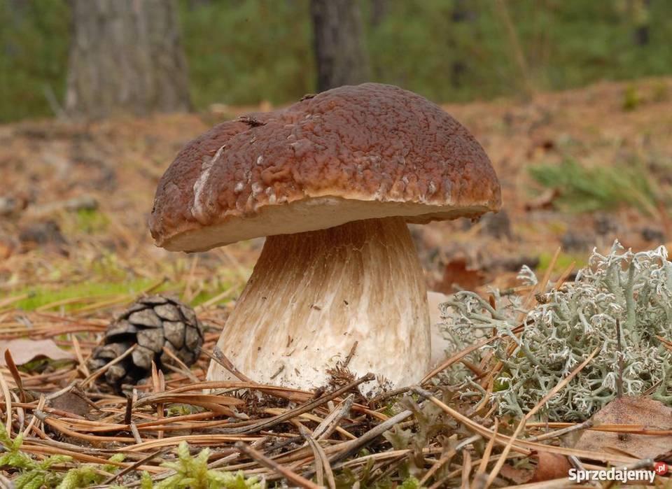 Grzybnia BOROWIK BRZOZOWY 10 g MYCELIUM Przemyśl