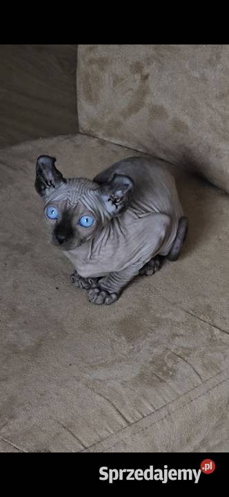 Gotowy do odbioru Sfinks POINT SPH SPHYNX SFINX Jaworzyna Śląska