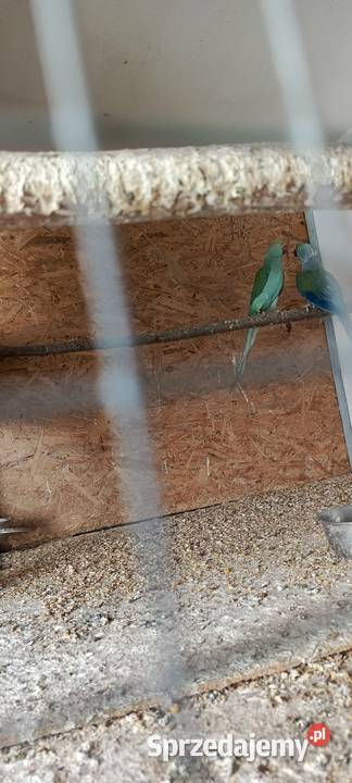 Aleksandretta Aleksandretty obrożne Częściowa śląskie Jastrzębie-Zdrój