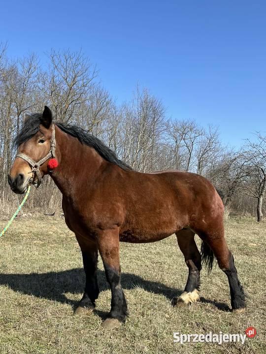 klacz zimnokrwista świętokrzyskie Łagów