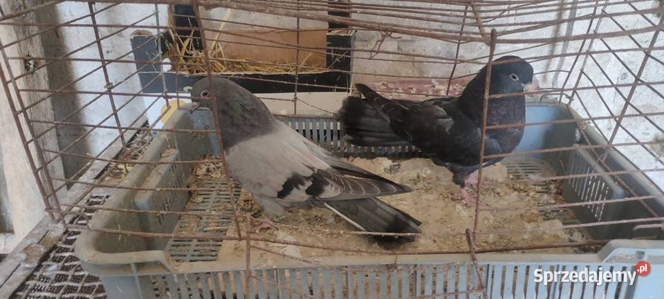 Sprzedam gołębie Mikołajewskie Tokarówka