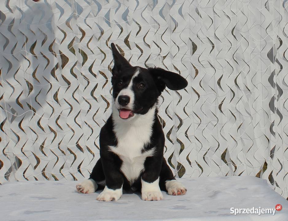 Welsh corgi cardigan Wrocław