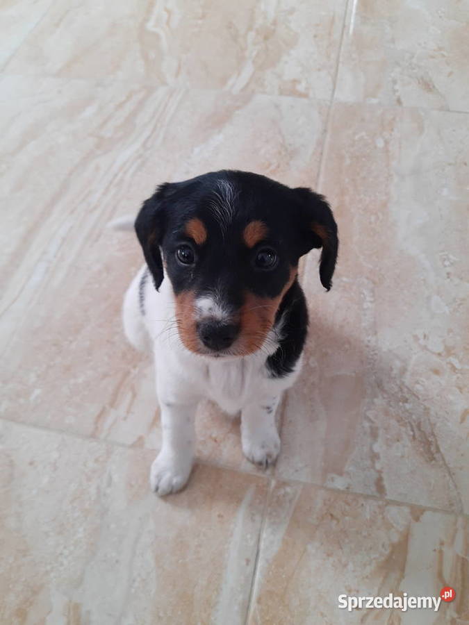 Jack Russell Terrier