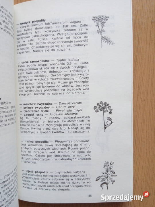 Kompozycje roślinne 1988r Agnieszka Sokołowska śląskie Dąbrowa Górnicza