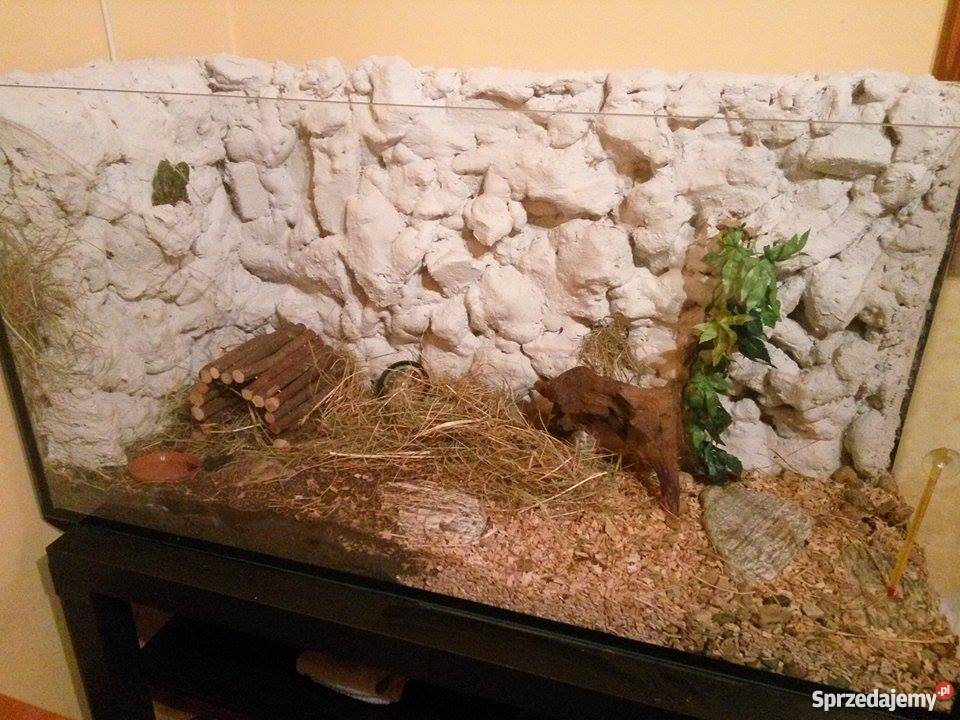 Żółw Stepowy akwarium całe wyposażenie Ostrowiec Świętokrzyski