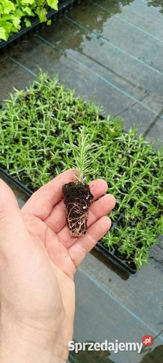 Sadzonki lawendy hidcote hurt Śliwice