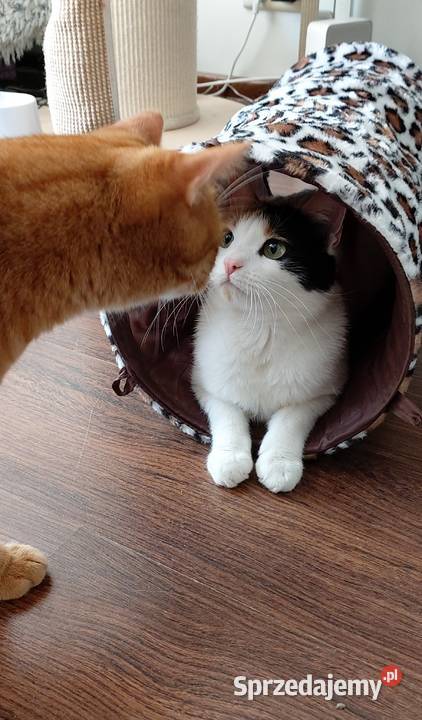 opieka kotem cat sitter Warszawa Ursynów