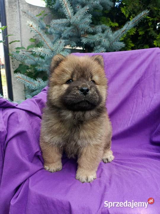 Wzorcowe Chow Chow Czał Czał doskonały exterrier Psy opolskie Krapkowice