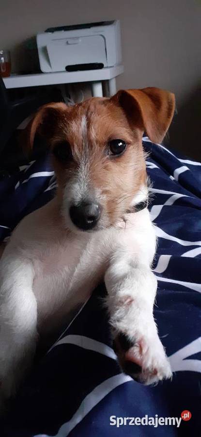 8 miesięczny Jack Russel Terrier