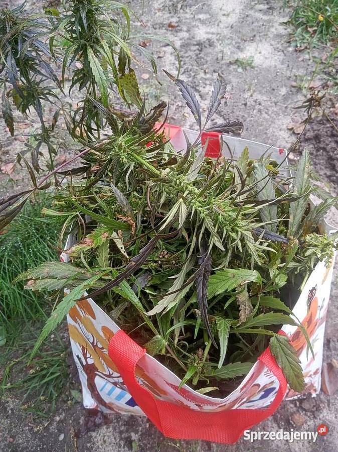 Herbata Konopna Susz Konopny FINOLA 100NATURA Zduńska Wola