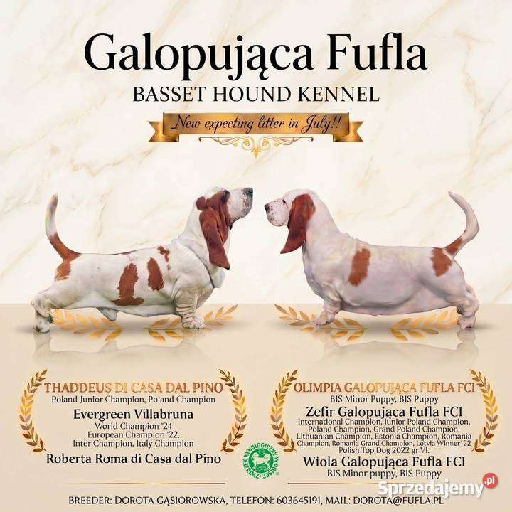 Basset hound szczenięta z renomowanej hodowli Batorowo sprzedam