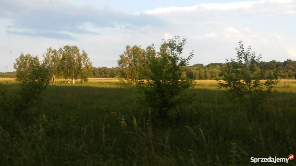 Łąka w lokalizacji