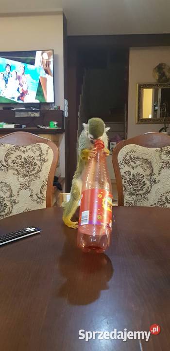 Sprzedam małpkę Sajmiri Opole