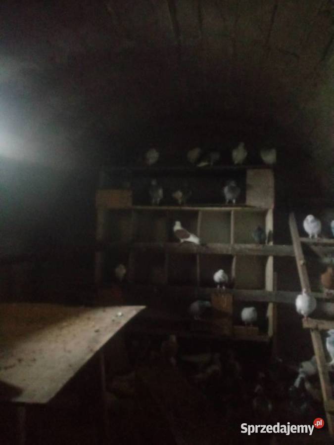 Gołębie 90 8zl Siedlce sprzedam